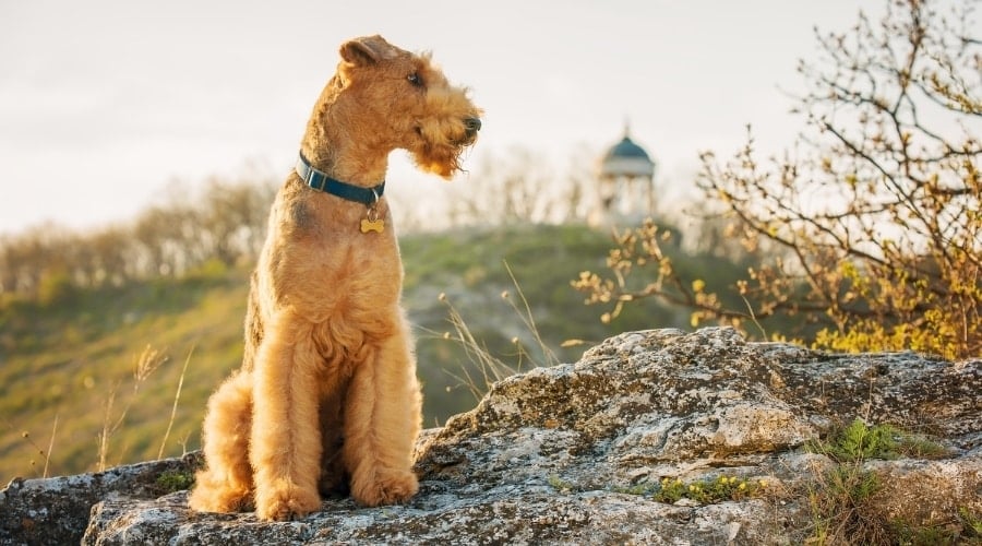 black and tan dog sitting on a rock