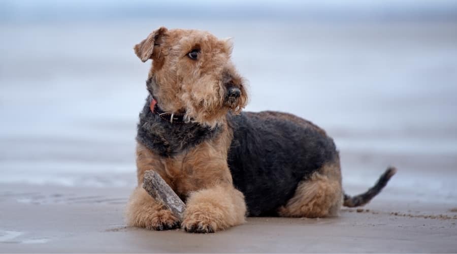 black and tan dog sitting on the beach