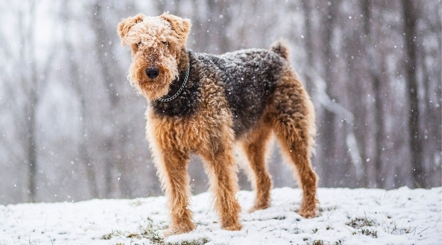 black and tan dog standing in the snow