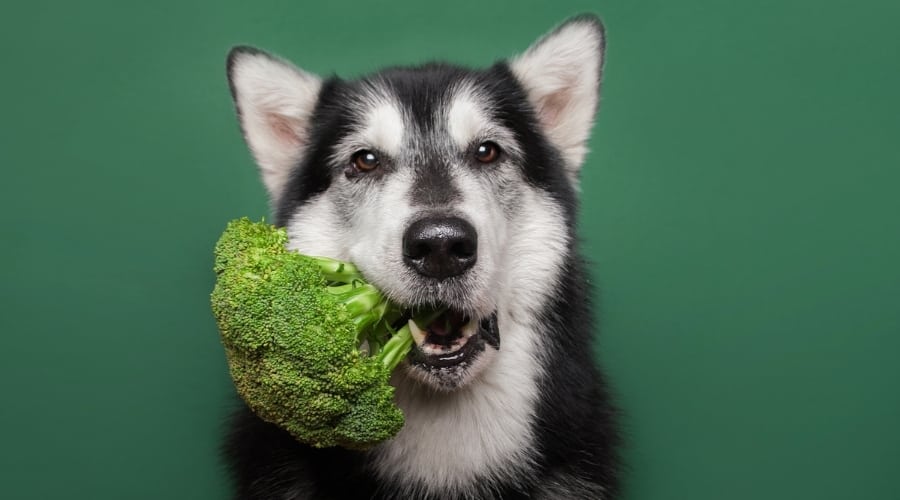 black and white dog eating broccoli