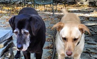 Black and Yellow Lab