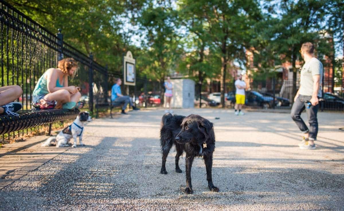 Black dog at crowded dog park