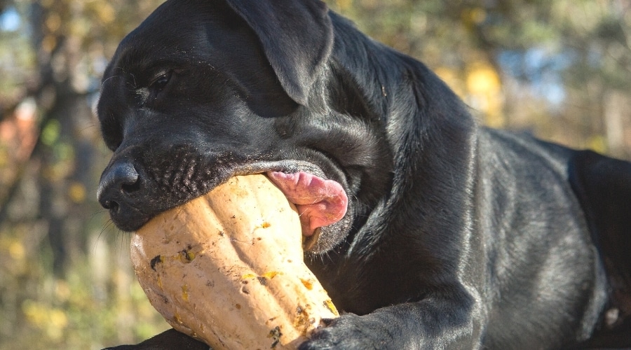 black dog eating a large squash