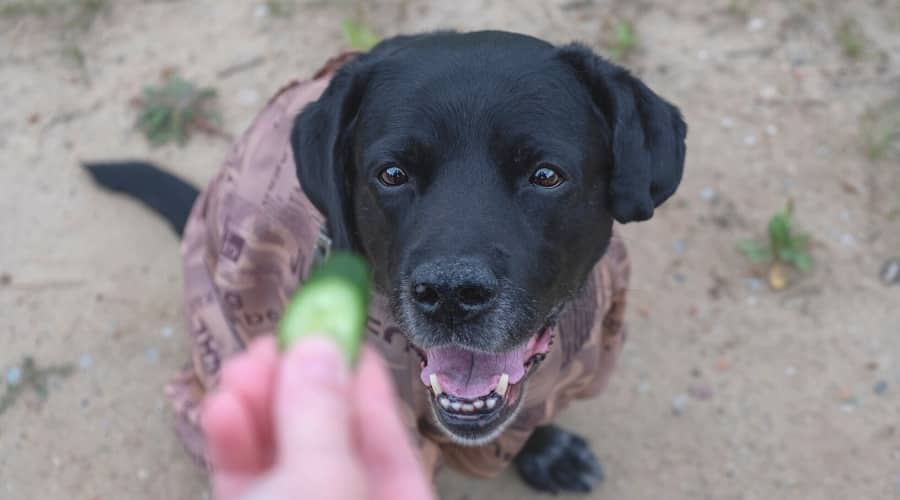 black dog getting a cucumber treat
