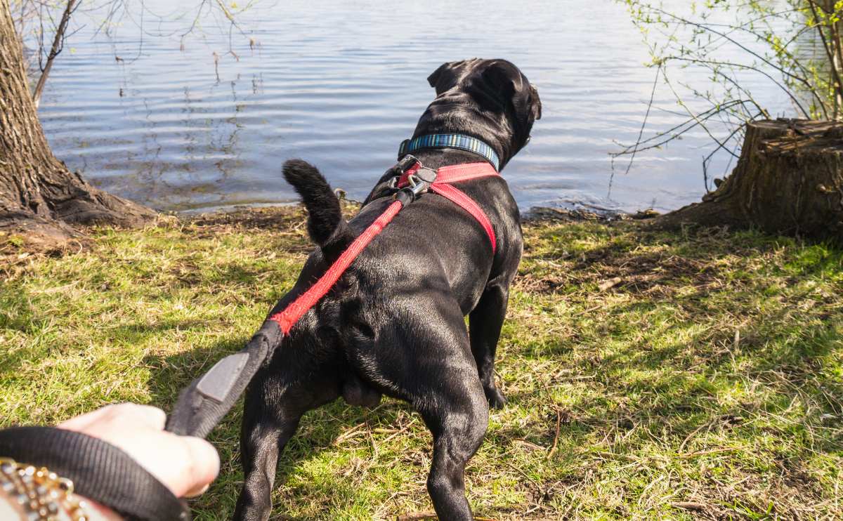 Black dog pulling on a leash lunging towards water.