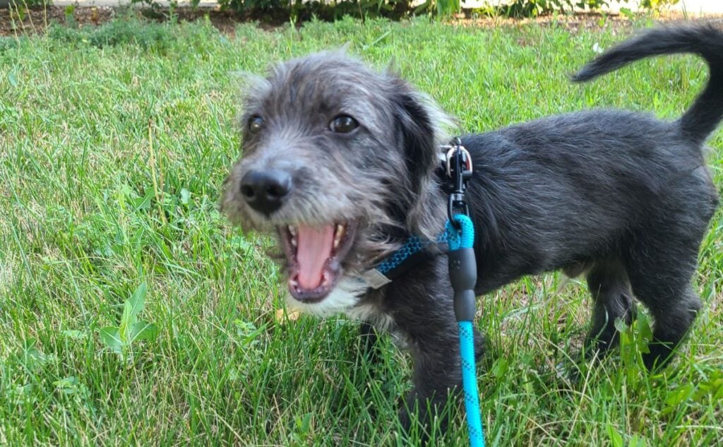 Black dog smiling outside.