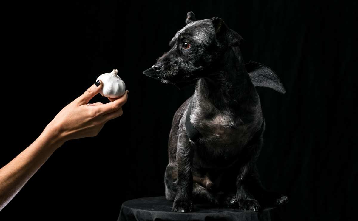 black dog sniffs a persons hand holding head of garlic jpg