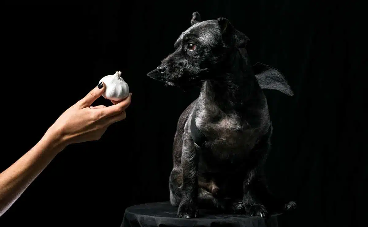 black dog sniffs a persons hand holding head of garlic