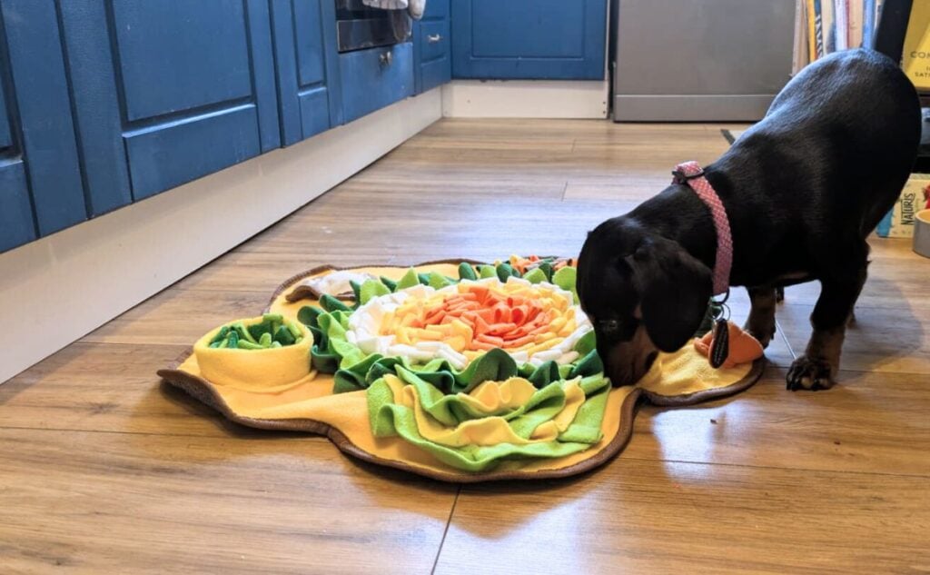 Black dog using a snuffle mat.