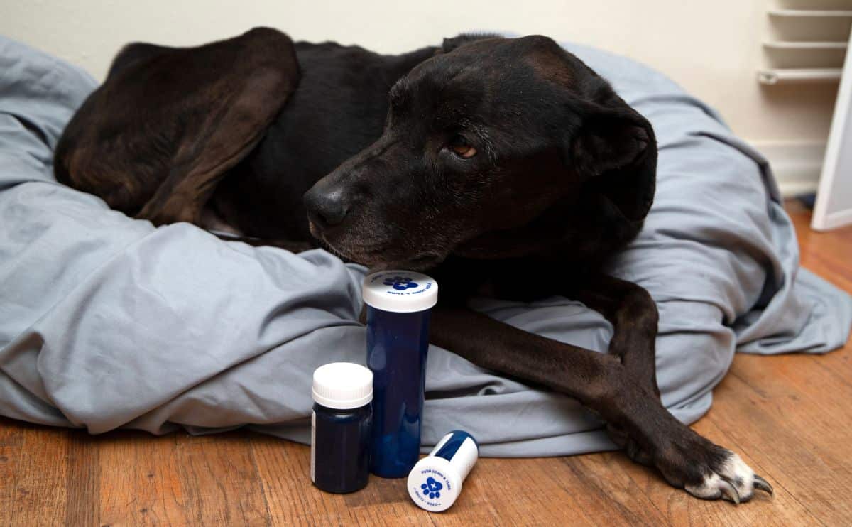 Black dog with illness laying next to pill bottles on a dog bed.