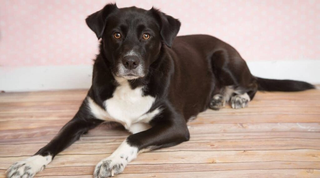 Husky Labrador Mix laying down.