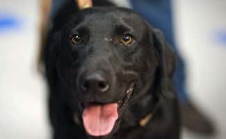 Black Lab smiling