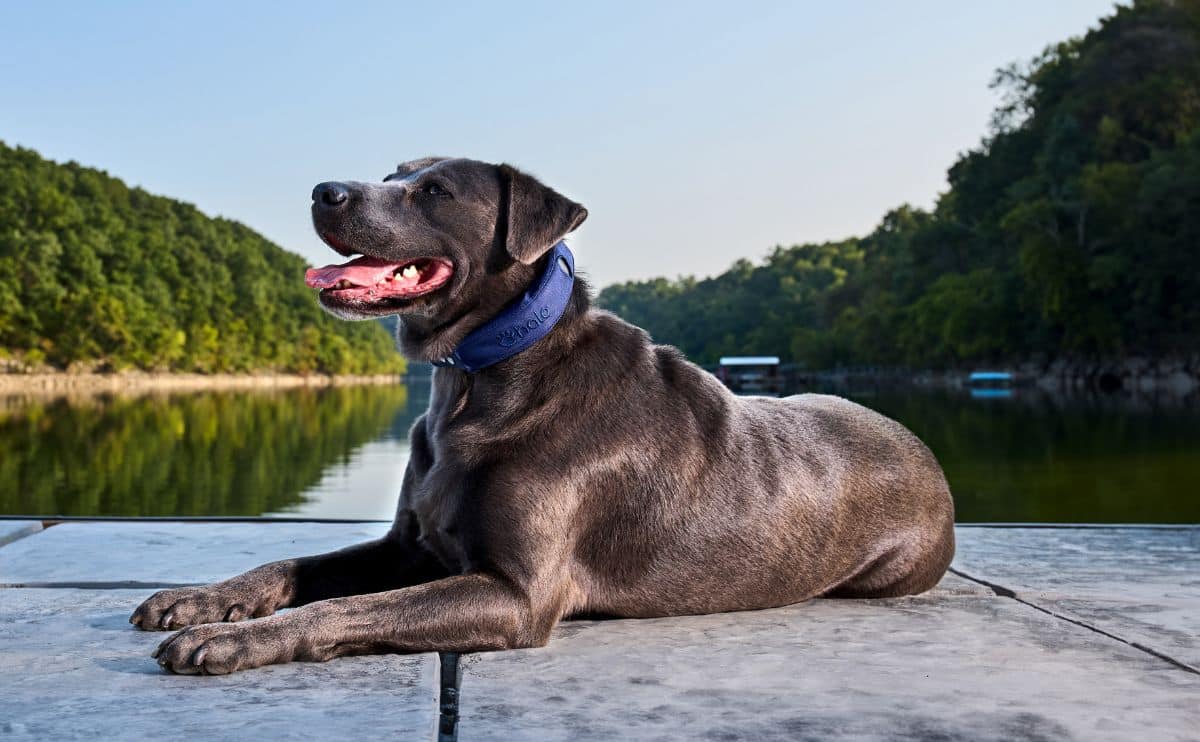 Black Lab laying on a dock wearing halo collar.