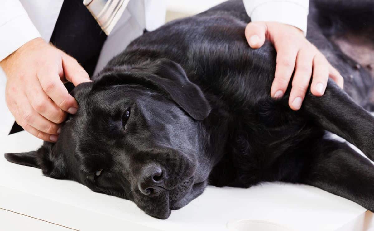 black lab on side about to get cpr