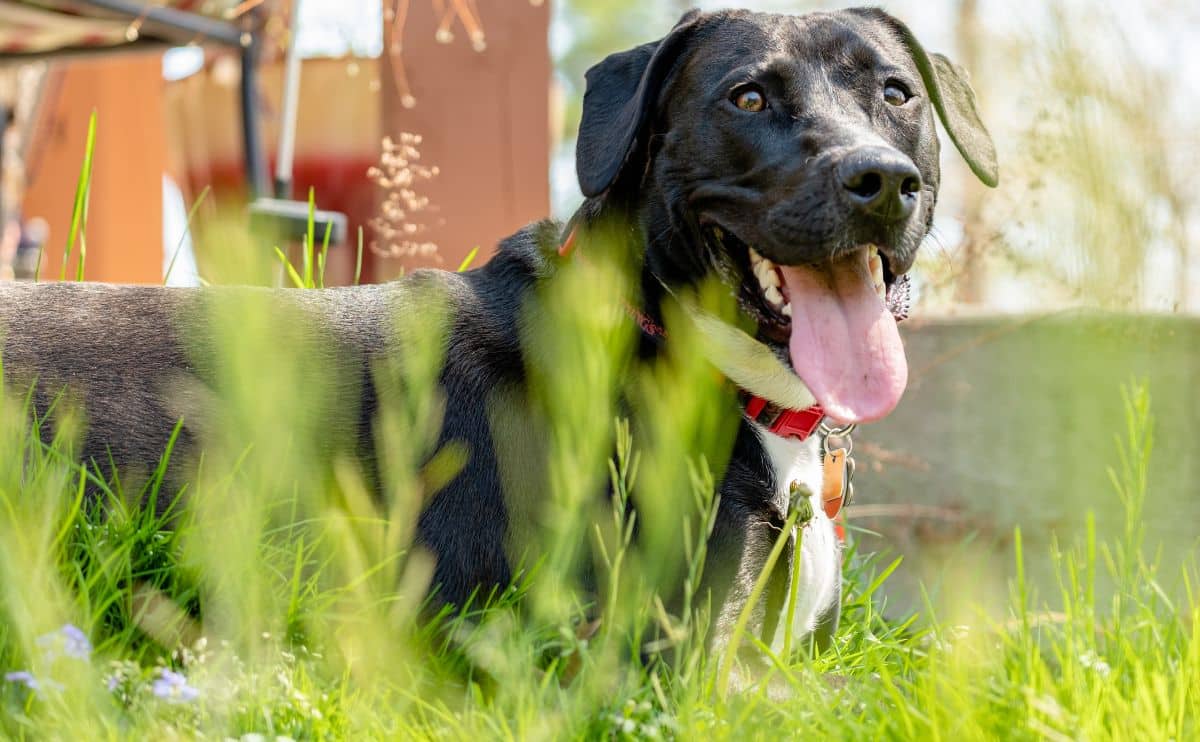 black lab panting outside on a hot summer day