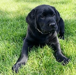 Black lab puppy laying in the grass