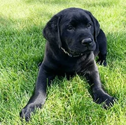 Black lab puppy laying in the grass
