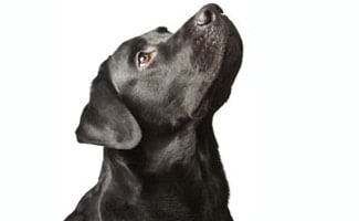 Black Lab Retriever
