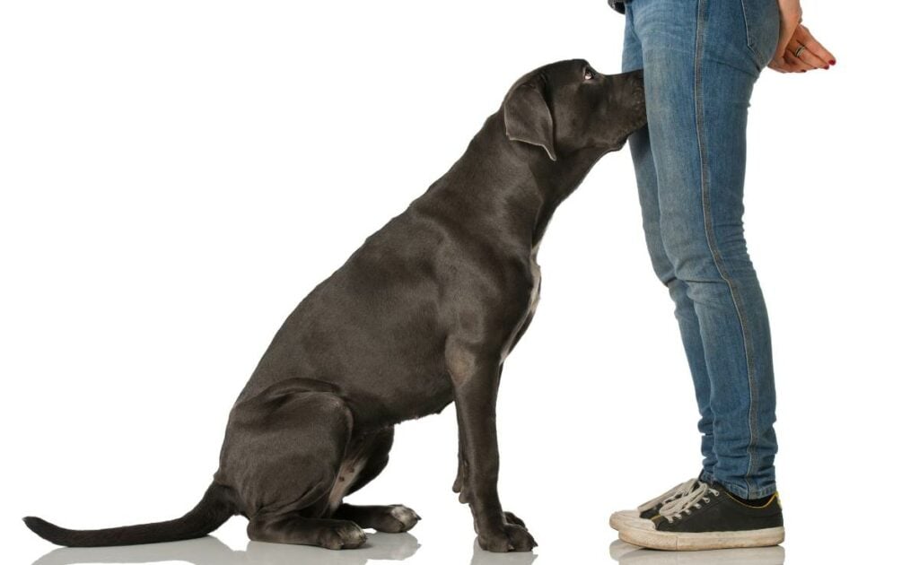 Black Lab sniffing between a person's legs while standing.