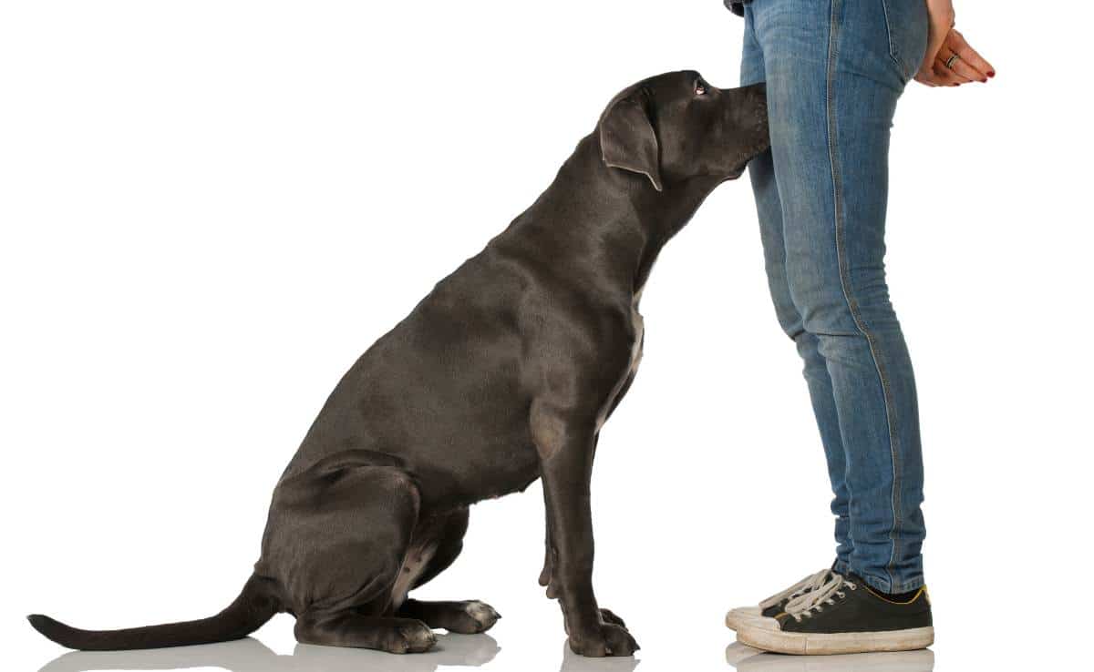 black lab sniffing between a person's legs while standing