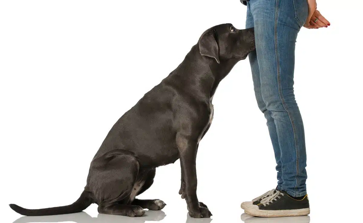 How to Stop My Dog from Sniffing My Crotch