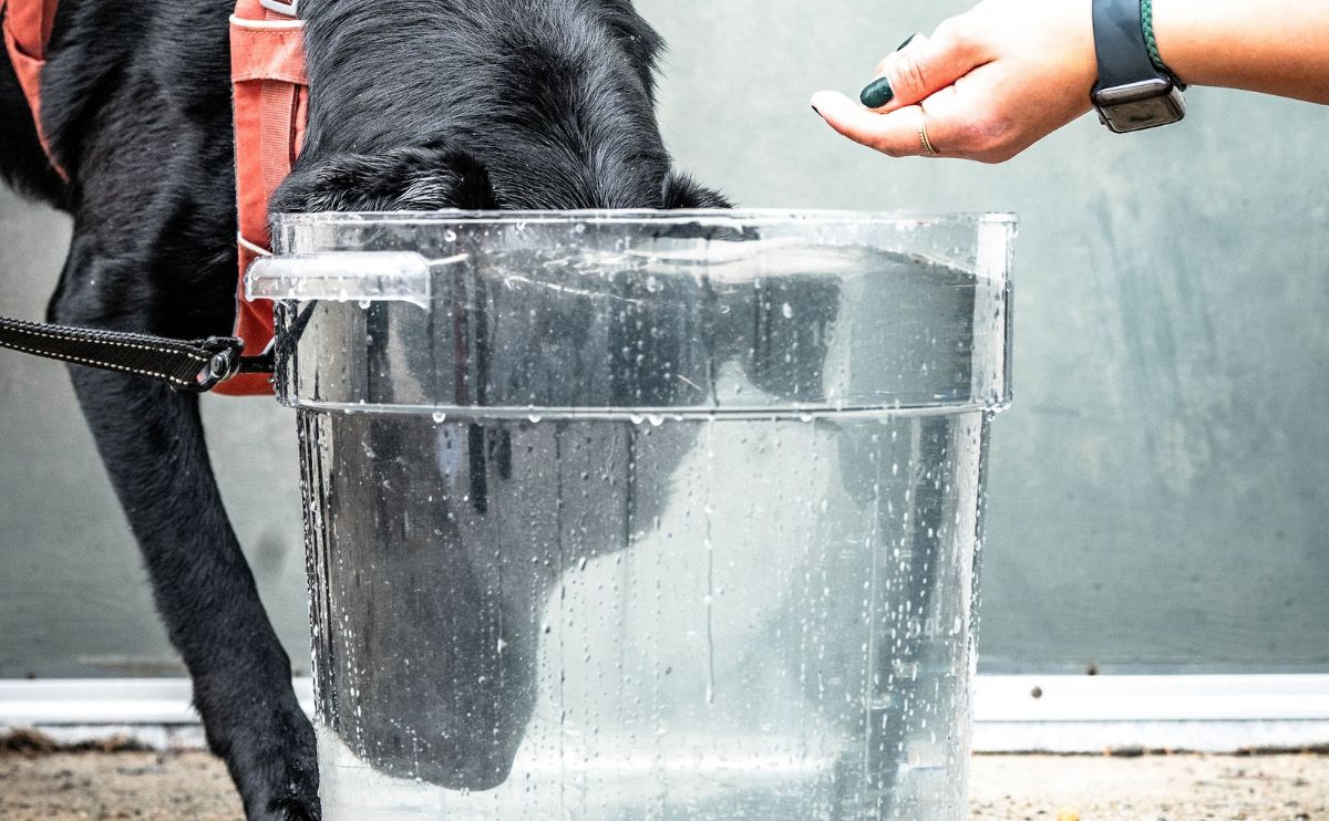 Black Lab with head dunked in water.