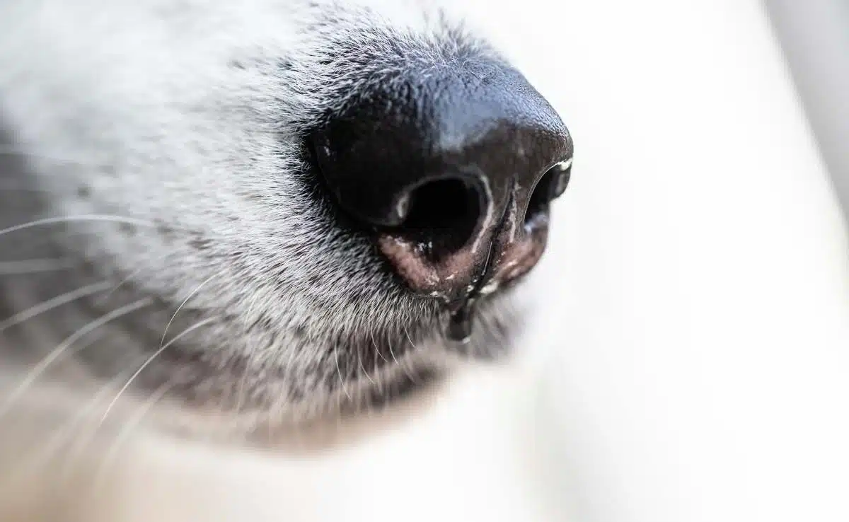 Wet Close Ups