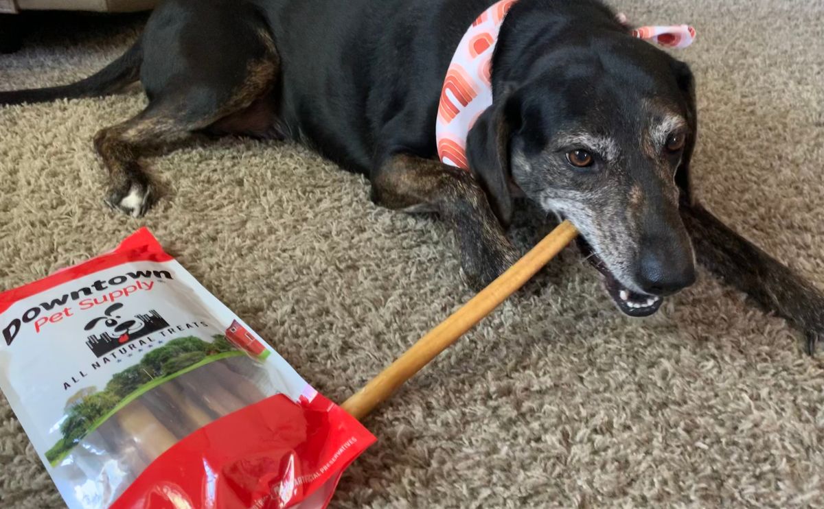 Black rescue dog with bully stick in mouth sitting next to bag.