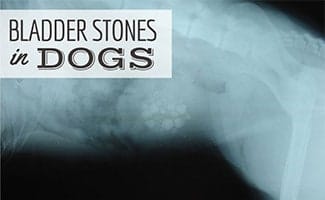 X-ray with Bladder Stones In Dogs (Caption: Bladder Stones In Dogs)