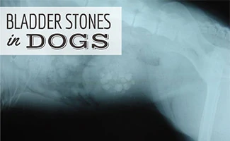 how much does bladder stone surgery cost for dogs