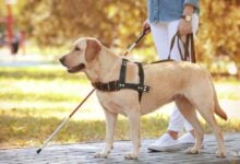 Blind woman with service dog on leash.