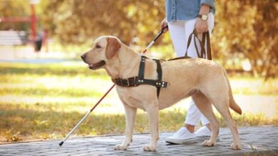 Blind woman with service dog on leash.