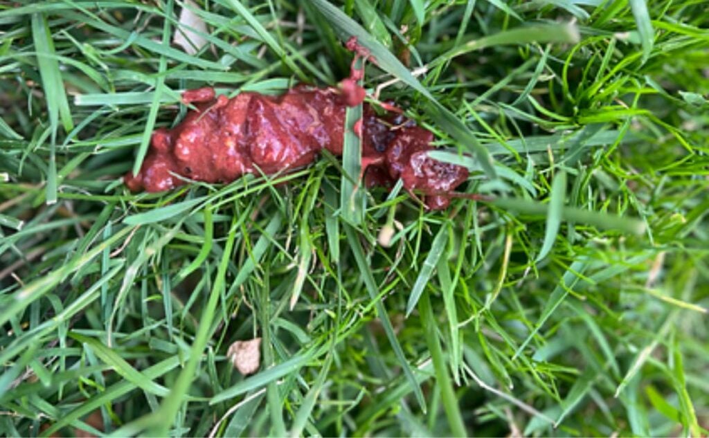 Bloody dog poop in the grass.