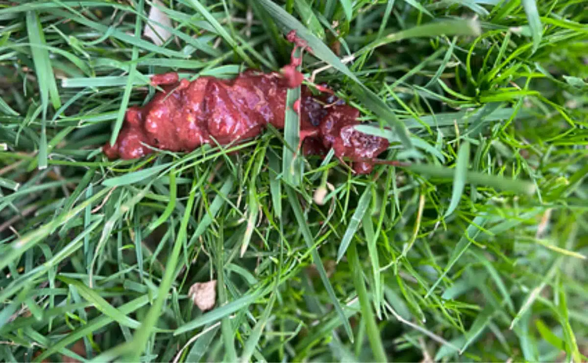 bloody dog poop in the grass