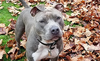 Blue nose Pit Bull