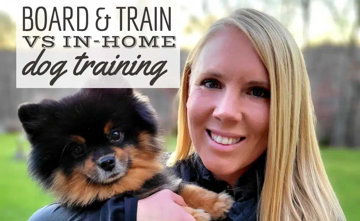 Dog trainer holding small dog smiling at camera close up (Caption: Board & Train vs In Home Dog Training)