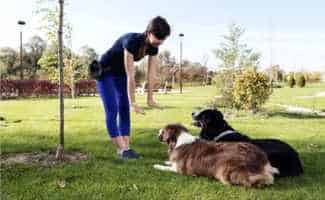 Two Dogs Laying Obey Training Selective focus 