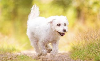 Bolonoodle running outside