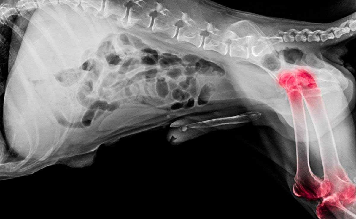 METeOR - Dogs with osteosarcoma or soft tissue sarcomas