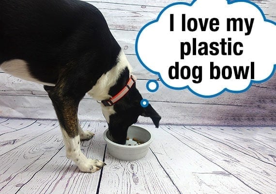 German Shepherd Border Collie mix eating kibble from plastic dog bowl