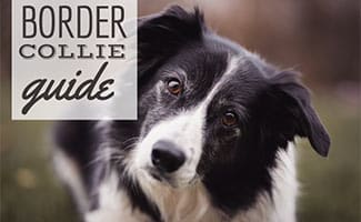 how to stop border collie from chewing