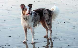 Border Collie wet at the beach