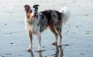 Border Collie wet at the beach