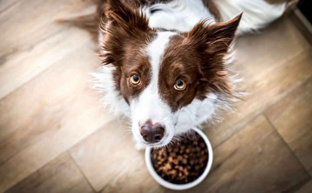 Border Collie with a bowl of food.