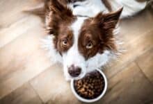 Border Collie with a bowl of food.