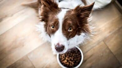 Border Collie with a bowl of food.