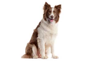 Is The Border Collie The World's 