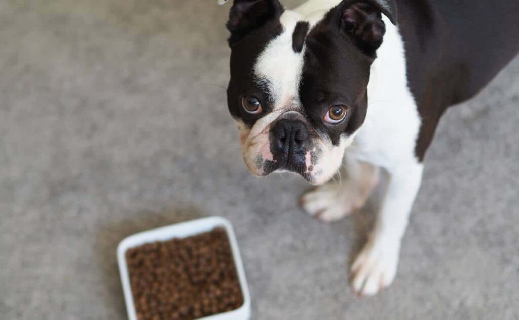 Boston Terrier and a bowl of kibble on the ground dog looking up at the camera.