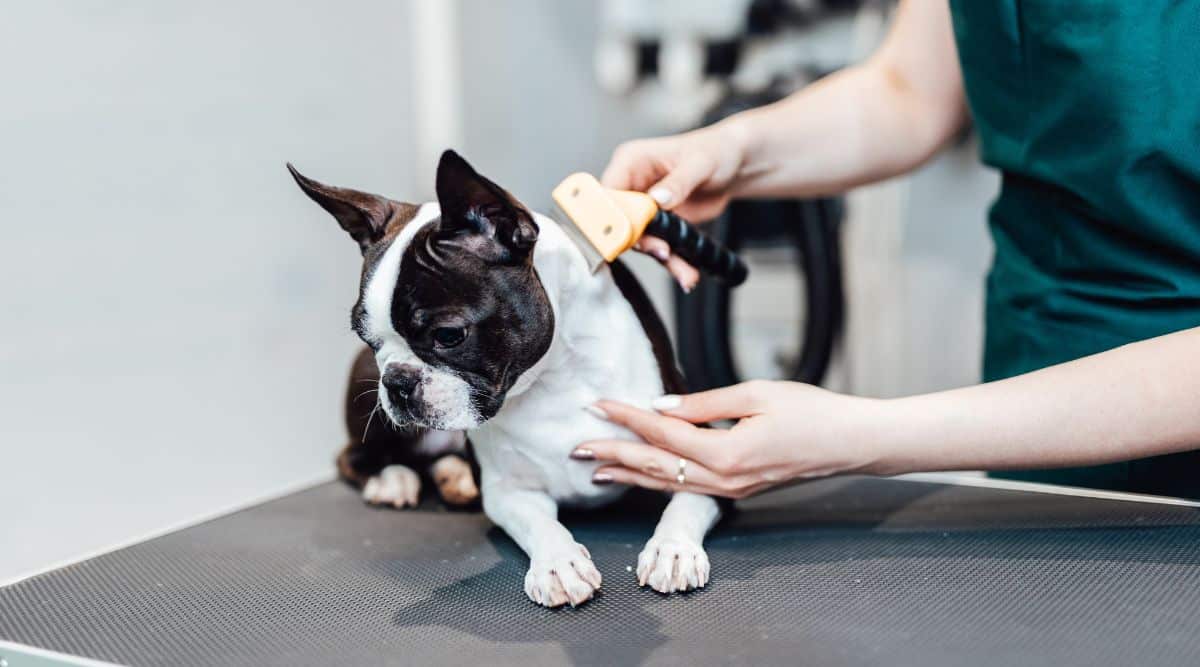 Boston Terrier at grooming salon