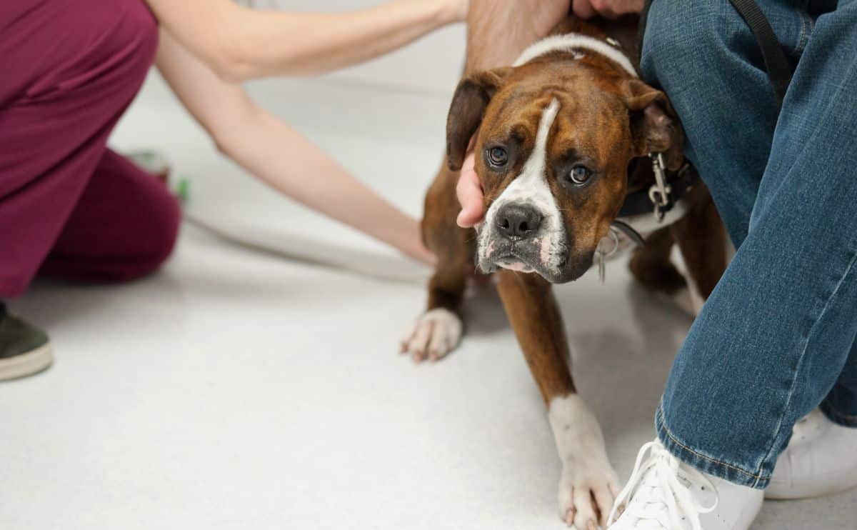 Boxer at the vet being held by parent.